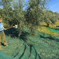 Uva e olive rare, ronde nei campi contro i ladri