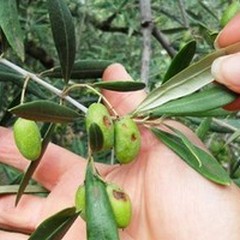Olive distrutte dalla grandine