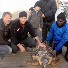 Nuovi recuperi di tartarughe nei primi giorni del 2015