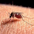 Punta da zanzara: giovinazzese ricoverata ad Altamura. Sospetto caso da West Nile