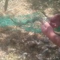 Serpente cervone impigliato in una rete, salvato dal WWF