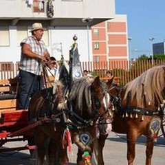 Questo pomeriggio la  "Sfilata di cavalli, traini e carrozze "