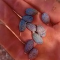 Siccità, è allarme per la campagna olearia in Puglia
