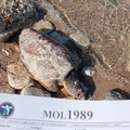 Carcassa di tartaruga spiaggiata sull'arenile a sud di Giovinazzo