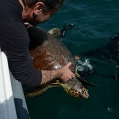 Oltre cento tartarughe marine morte in un anno