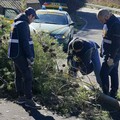 Vuoi diventare una guardia zoofila? La G.E.P.A. organizza un corso