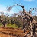 300 milioni per la Xylella, Galizia ed i deputati 5 Stelle soddisfatti