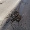 Spunta un'altra buca pericolosa in via Gioia