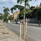 A Giovinazzo piantati nuovi alberi in via Durazzo, via Crocifisso e piazza Garibaldi