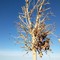 PVA: «Sul lungomare di Giovinazzo il cimitero degli alberi» - VIDEO