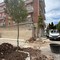 Taglio degli aberi su viale De Gaetano, interviene Forza Giovinazzo