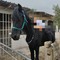 Furto nell'agro di Giovinazzo, rubati due cavalli in località Sant'Eustachio