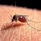 Punta da zanzara: giovinazzese ricoverata ad Altamura. Sospetto caso da West Nile