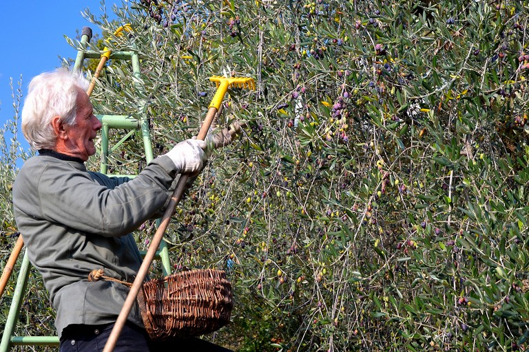 La raccolta delle olive