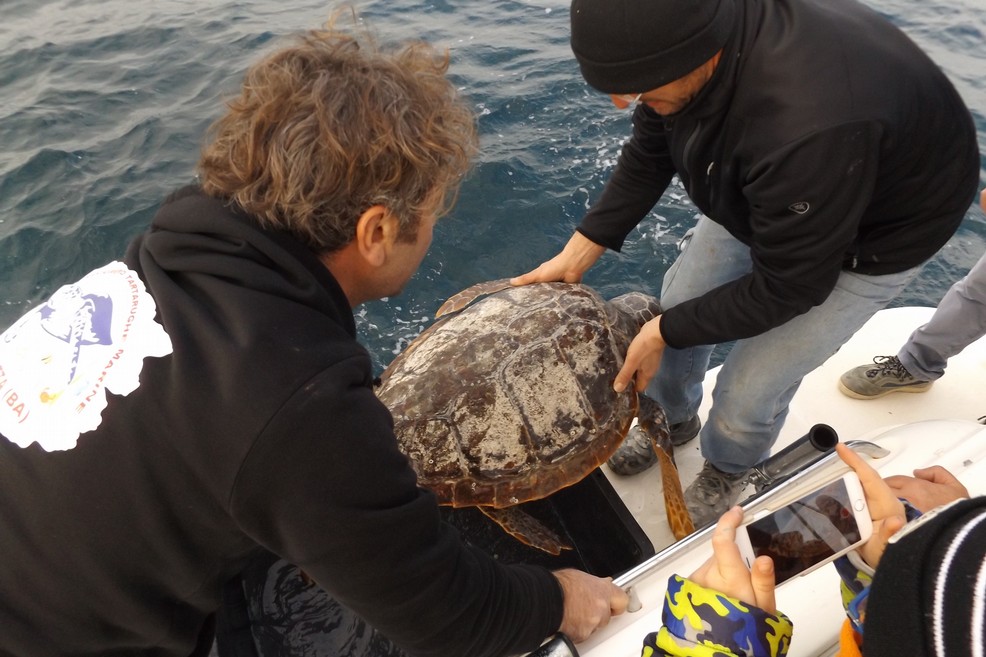 Le cinque tartarughe liberate in Adriatico