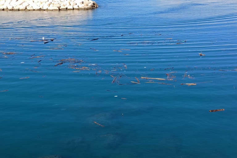 Tronchi nel porto di Giovinazzo. <span>Foto Gianluca Battista</span>