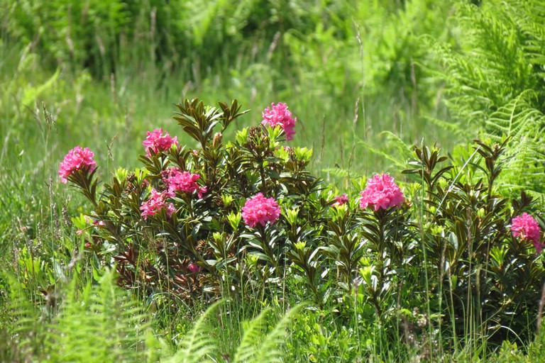 Fiori spontanei
