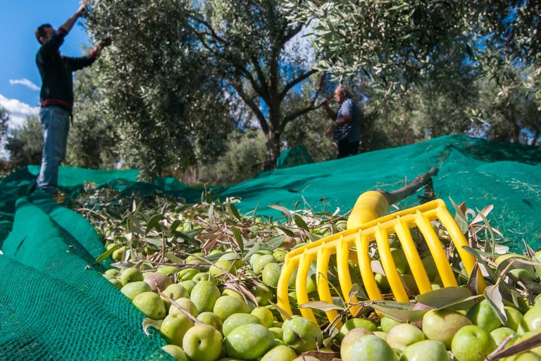 La raccolta delle olive