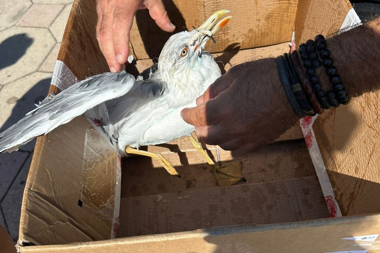 Il gabbiano reale recuperato dal WWF Puglia