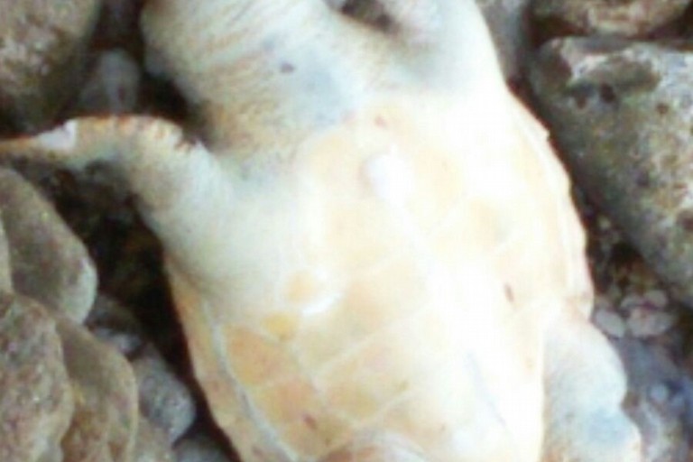 La tartaruga morta. <span>Foto Beatrice Illuzzi</span>
