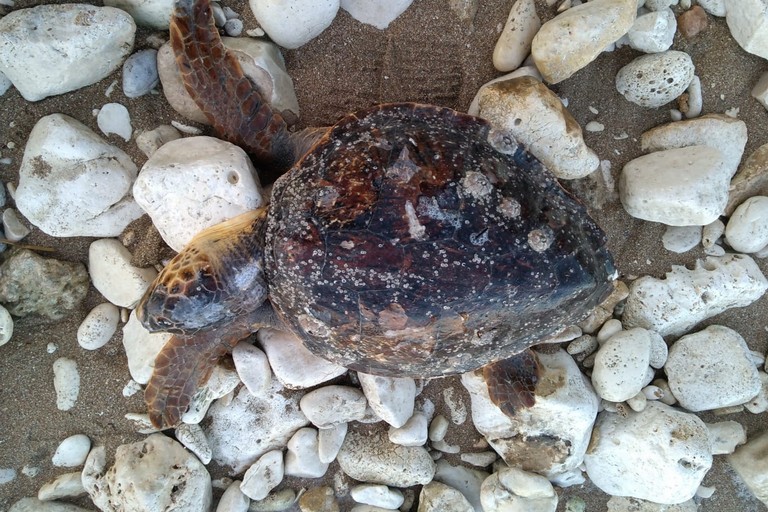La tartaruga rinvenuta in località Cola Olidda
