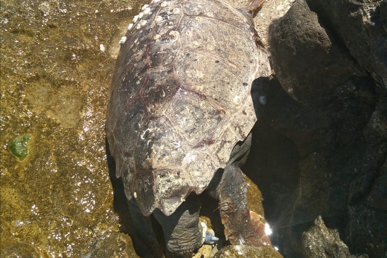 La tartaruga rinvenuta nei pressi del Mikki Beach