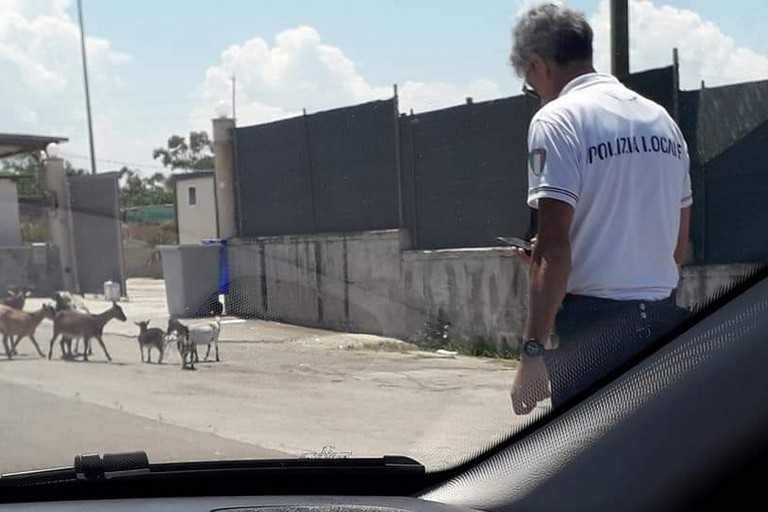 L'intervento della Polizia Locale