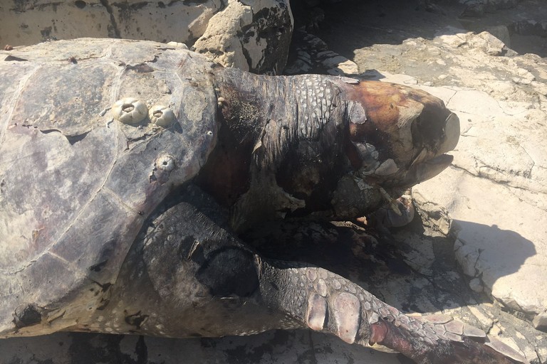 La tartaruga rinvenuta in località Peschiera