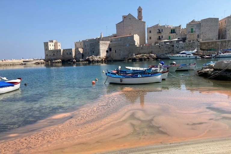 L'alga nel porticciolo