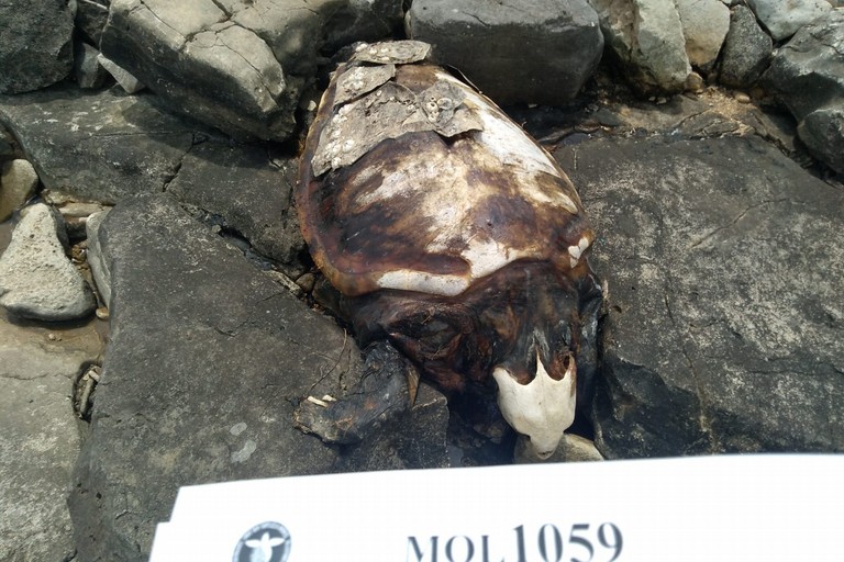 La tartaruga rinvenuta in località San Matteo