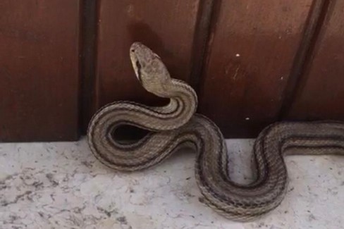 Il serpente cervone a spasso in via Chiurlia