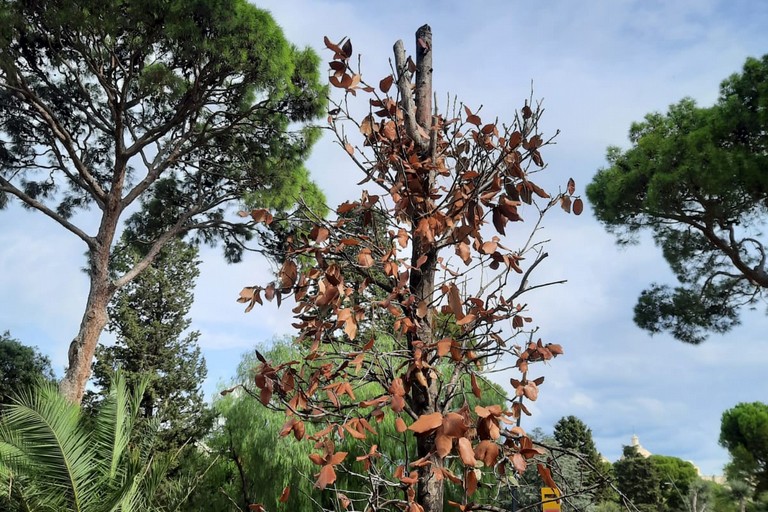 Uno degli alberi secchi in Villa Palombella