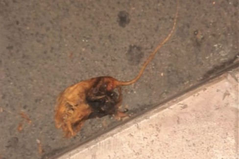 Ratto morto