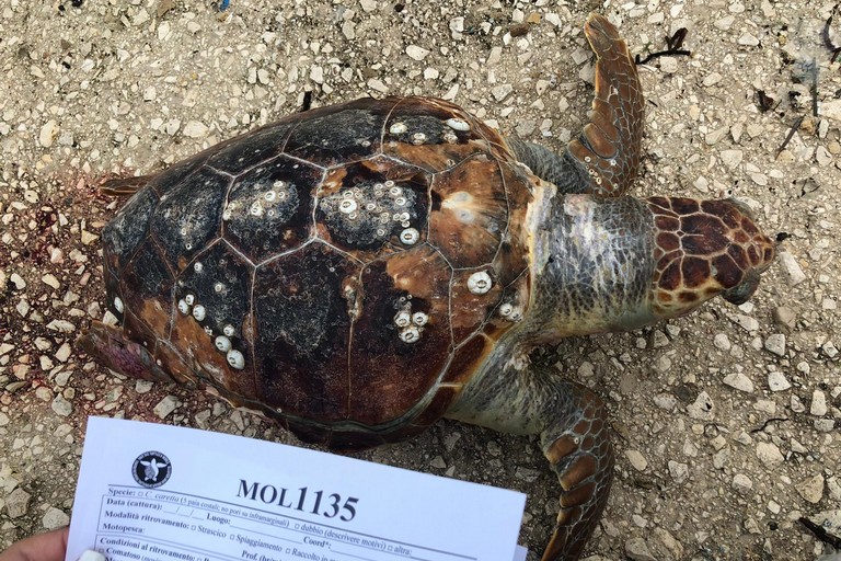 La tartaruga rinvenuta nel porto di Giovinazzo