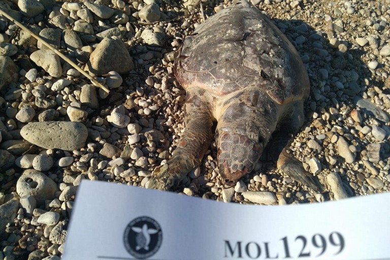 Una delle due tartarughe recuperate a Giovinazzo