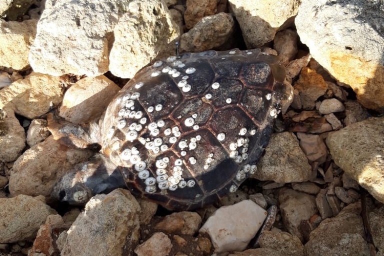 Una delle tartarughe spiaggiate a Giovinazzo