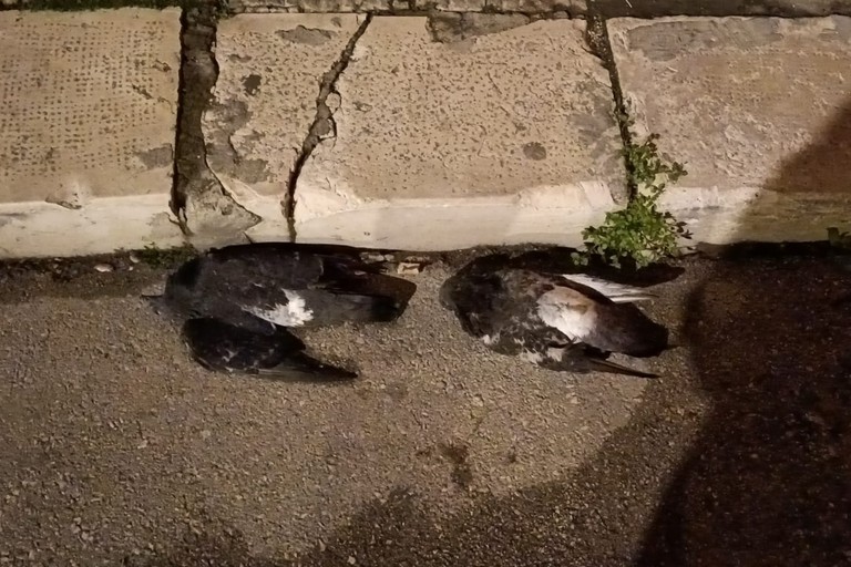 I due piccioni morti ritrovati in via Marsala
