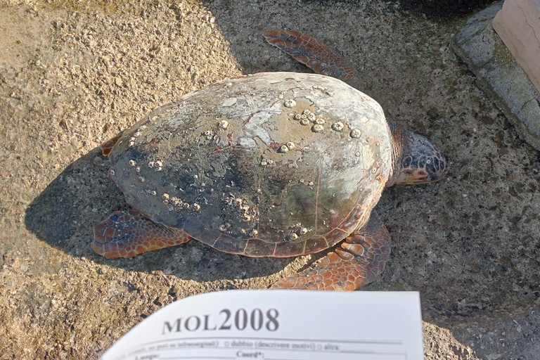 La tartaruga spiaggiata nel porto di Giovinazzo
