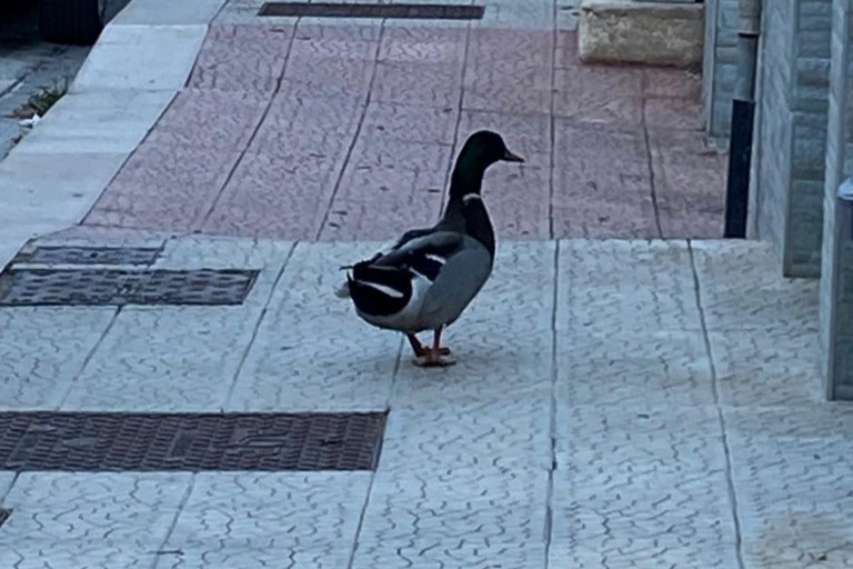 Un'anatra a spasso per le strade di Giovinazzo. Adesso è al sicuro