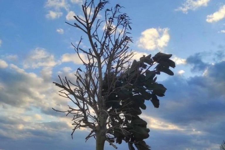 Albero sul lungomare