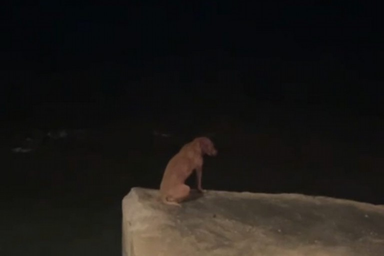 Il pitbull recuperato dalla Polizia Locale