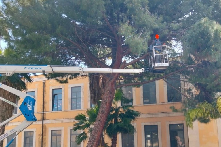 Manutenzione alberi