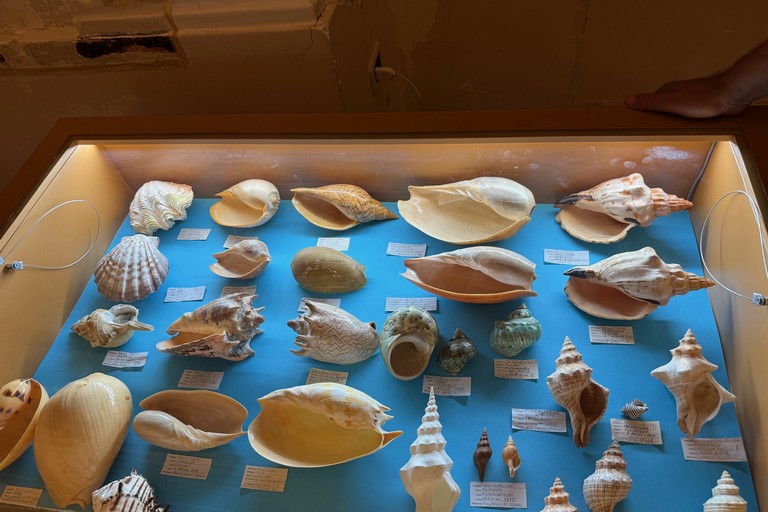Mostra malacologica. <span>Foto Marzia Morva</span>