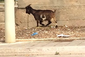 Una capra a passeggio su via Molfetta. <span>Foto ANPANA Giovinazzo</span>