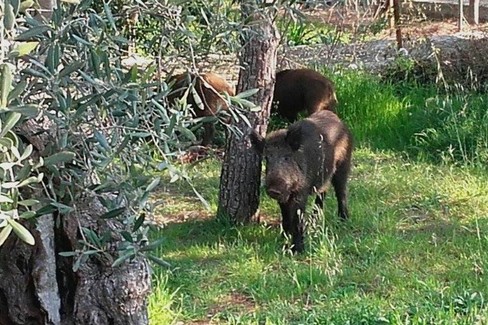 Cinghiali a spasso: avvistati nei pressi della 16 bis