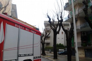 Soccorso un gattino. <span>Foto Gianluca Battista</span>