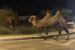 I cammelli per le vie di Giovinazzo
