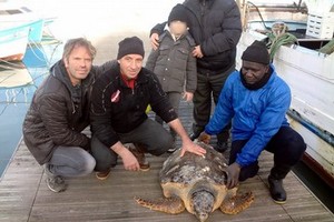 I primi recuperi di tartarughe del 2015