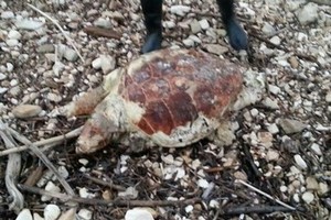Una delle tartarughe rinvenute a Giovinazzo