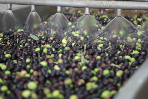 Produzione olearia